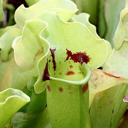 Sarracenia Pupurea