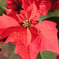 poinsettia 200